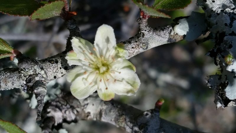Crataegus × macrocarpa, photographed by Jay Horn
