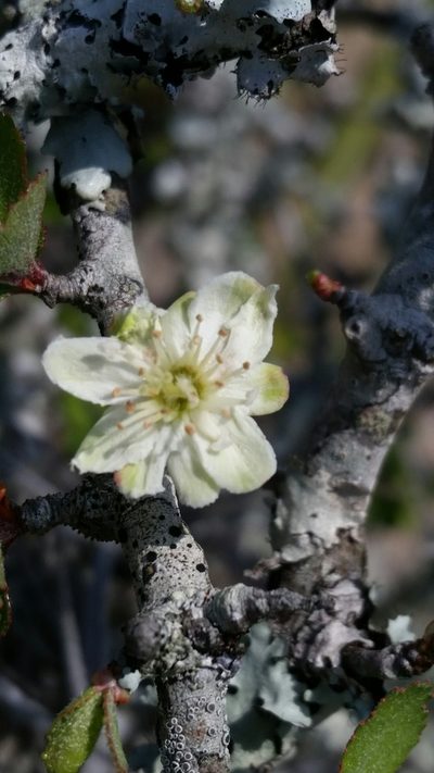 Crataegus × macrocarpa, photographed by Jay Horn