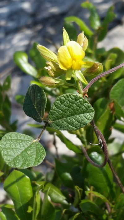 Rhynchosia cinerea, photographed by Jay Horn