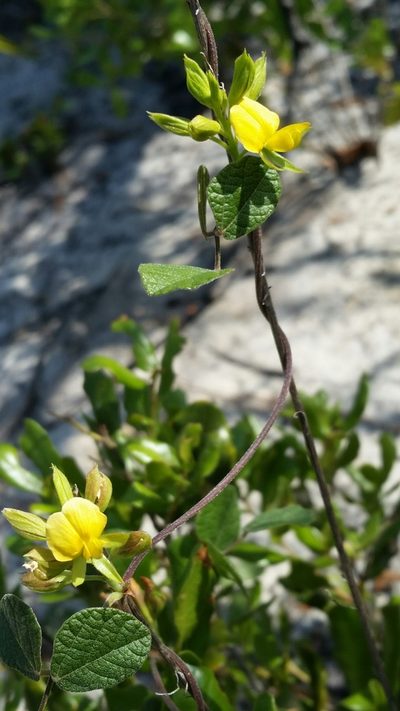 Rhynchosia cinerea, photographed by Jay Horn