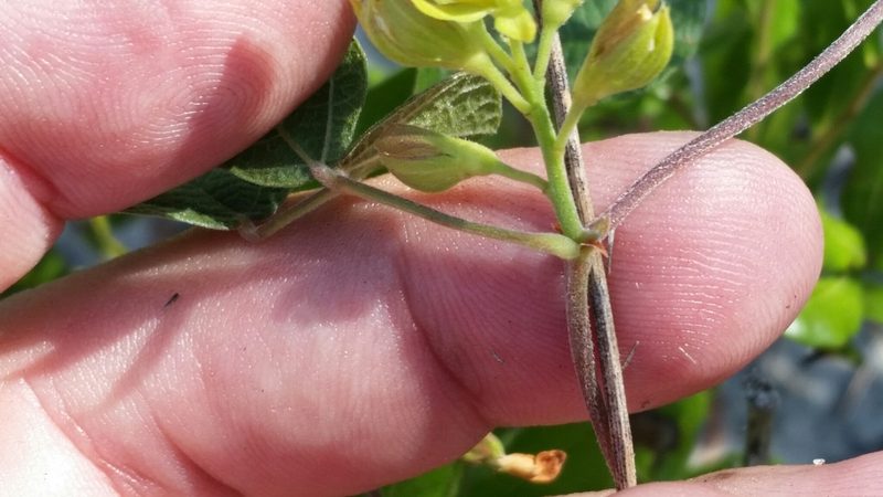 Rhynchosia cinerea, photographed by Jay Horn