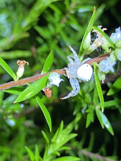 Styphelia leptospermoides, photographed by Greg Tasney