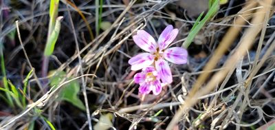 Claytonia gypsophiloides, photographed by Flower Hunter