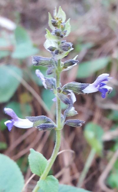 Salvia tricuspidata, photographed by Eugenio Padilla