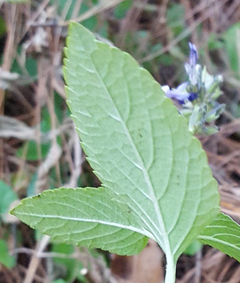 Salvia tricuspidata, photographed by Eugenio Padilla