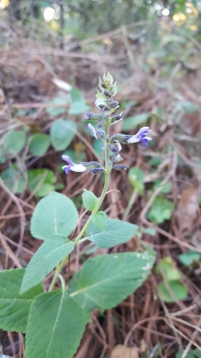 Salvia tricuspidata, photographed by Eugenio Padilla