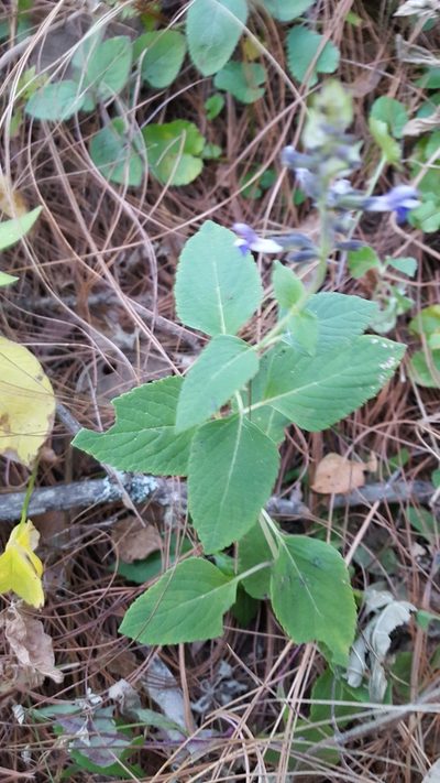 Salvia tricuspidata, photographed by Eugenio Padilla