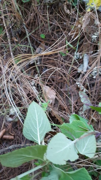 Salvia tricuspidata, photographed by Eugenio Padilla