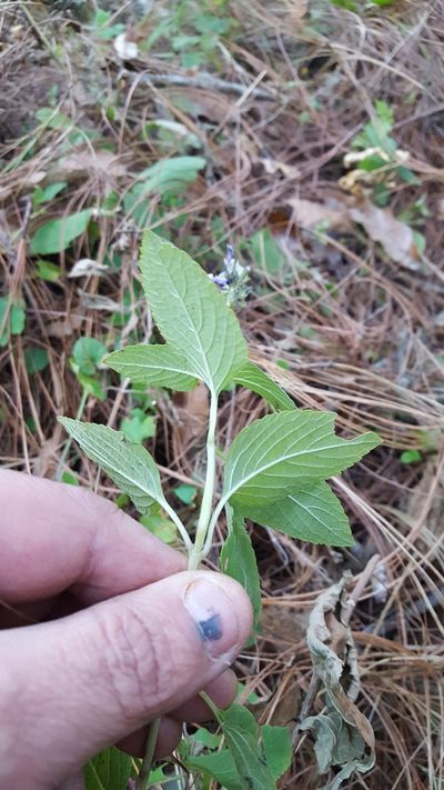 Salvia tricuspidata, photographed by Eugenio Padilla