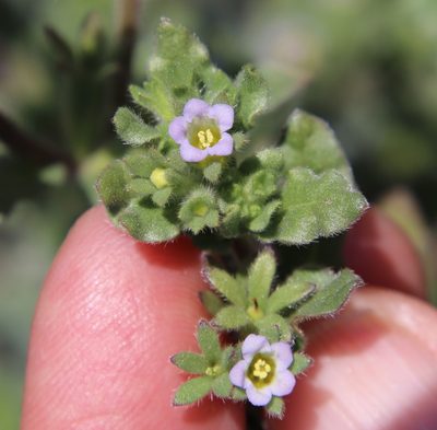 Nama stenocarpa, photographed by Millie Basden