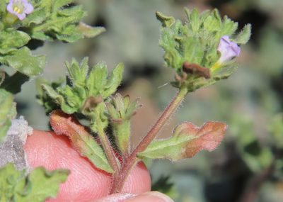 Nama stenocarpa, photographed by Millie Basden