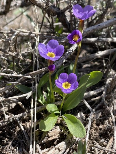 Primula cusickiana, photographed by Mark Pollock