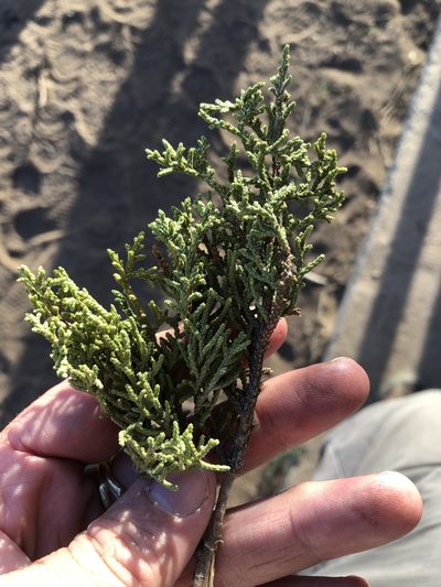 Juniperus coahuilensis, photographed by Sam Kieschnick