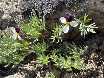 Viola beckwithii, photographed by Mark Pollock