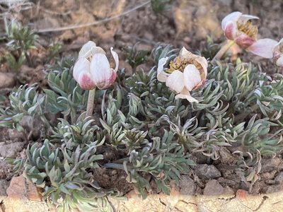 Ranunculus andersonii, photographed by Mark Pollock