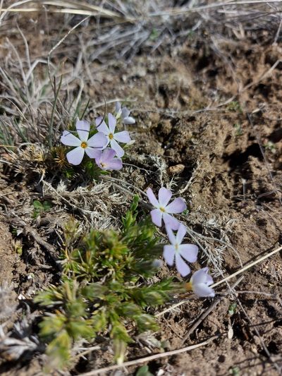Phlox caespitosa, photographed by Ian Adams