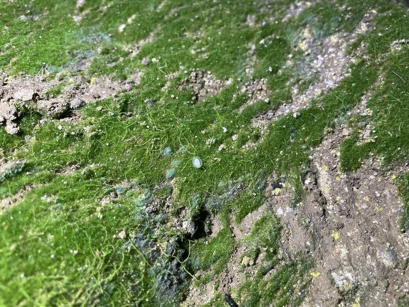 Crepidomanes intricatum, photographed by Noah Yawn