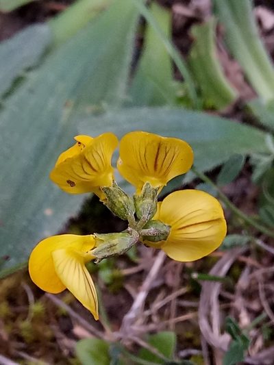 Hippocrepis atlantica, photographed by Karim Haddad