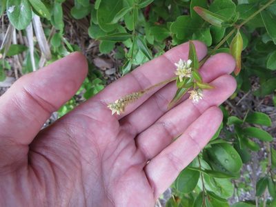 Alternanthera flavescens, photographed by Ben Machado