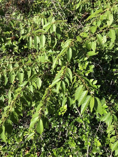 Grewia australis, photographed by elawrey