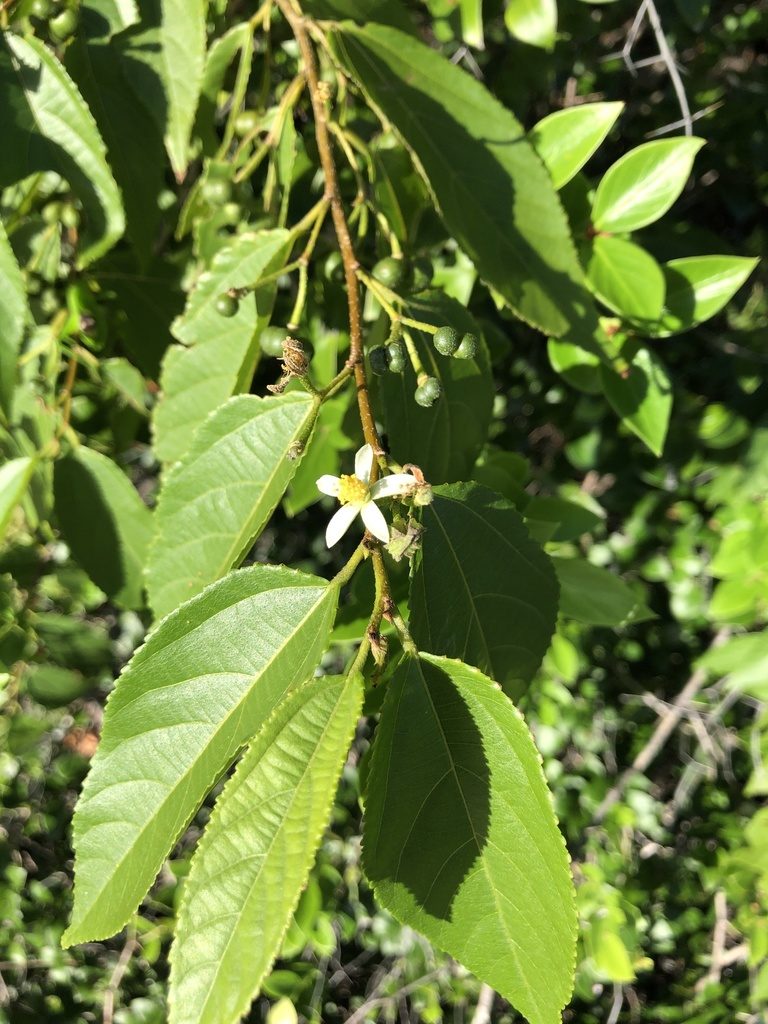 Grewia australis, photographed by elawrey