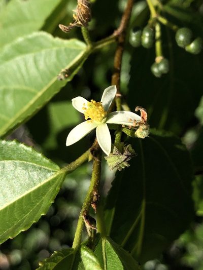 Grewia australis, photographed by elawrey