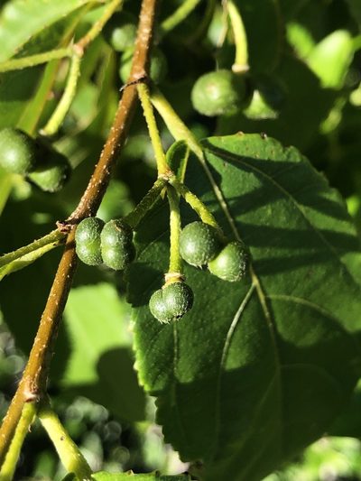 Grewia australis, photographed by elawrey