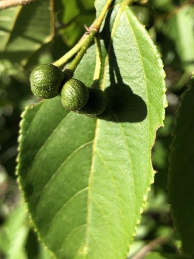 Grewia australis, photographed by elawrey