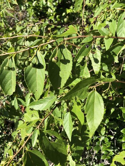 Grewia australis, photographed by elawrey