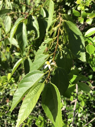 Grewia australis, photographed by elawrey