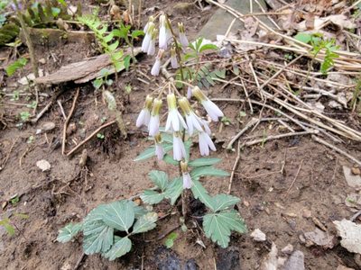 Cardamine angustata, photographed by Elias