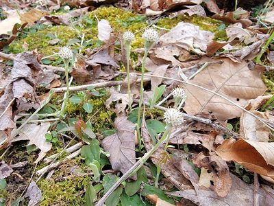 Antennaria solitaria, photographed by Elias