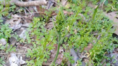 Smilax illinoensis, photographed by Ryan Sorrells