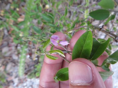 Galactia striata, photographed by Ben Machado