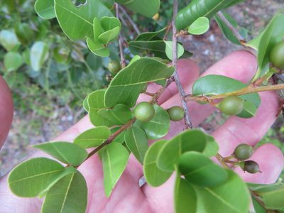 Reynosia septentrionalis, photographed by Ben Machado