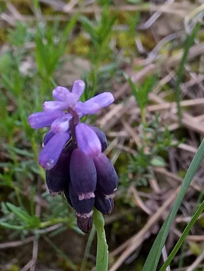 Muscari baeticum, photographed by Karim Haddad