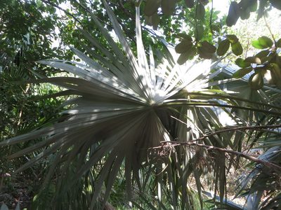 Leucothrinax morrisii, photographed by Ben Machado