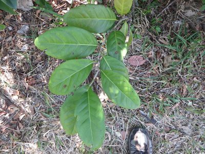 Coccoloba diversifolia, photographed by Ben Machado