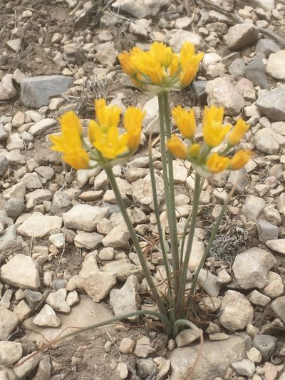 Allium coryi, photographed by pynklynx