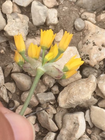 Allium coryi, photographed by pynklynx