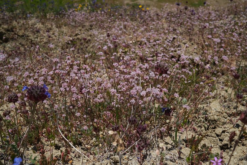 Eriogonum argillosum, photographed by paulexcoff