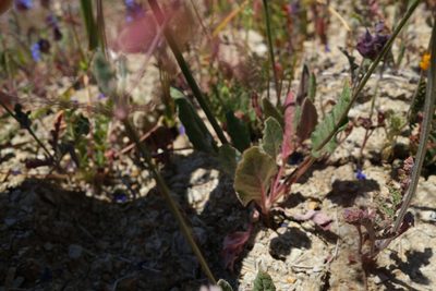 Eriogonum argillosum, photographed by paulexcoff