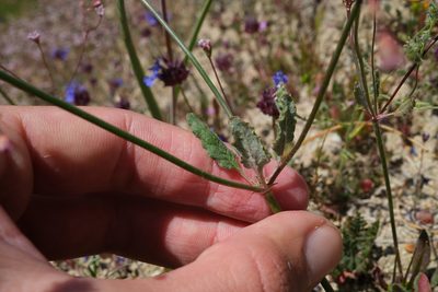 Eriogonum argillosum, photographed by paulexcoff