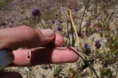 Eriogonum argillosum, photographed by paulexcoff