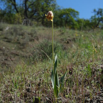 Fritillaria agrestis, photographed by paulexcoff