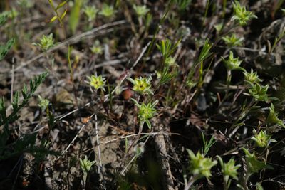 Ancistrocarphus filagineus, photographed by paulexcoff