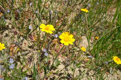 Monolopia major, photographed by paulexcoff