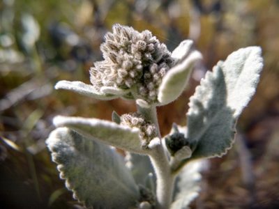 Eriodictyon tomentosum, photographed by Quinn Shemet