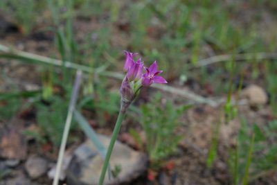 Allium crispum, photographed by paulexcoff