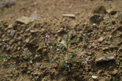 Astragalus gambelianus, photographed by paulexcoff